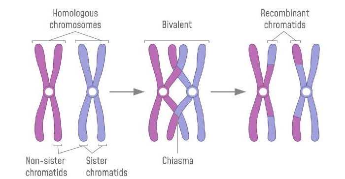 36岁试管婴儿生儿子过程_做试管婴儿什么情况需要做染色体检查？