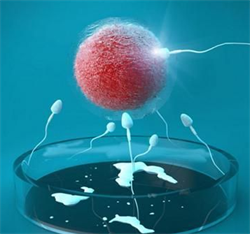 54岁供卵生娃成功率_夫妻染色体正常，为什么胚胎会染色体异常呢？